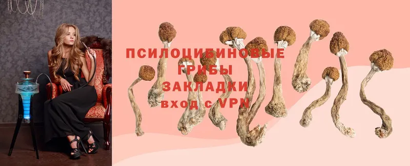 как найти   Горняк  Псилоцибиновые грибы Psilocybine cubensis 